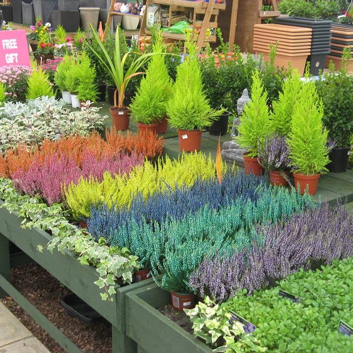 Altnagelvin Garden Centre Plants