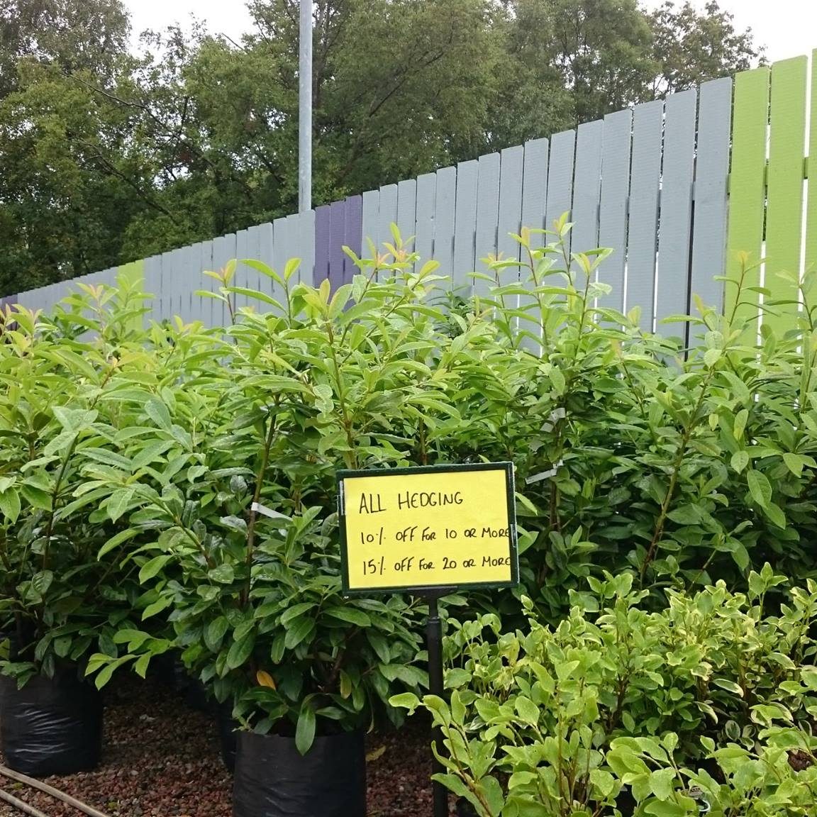 Altnagelvin Garden Centre Plants