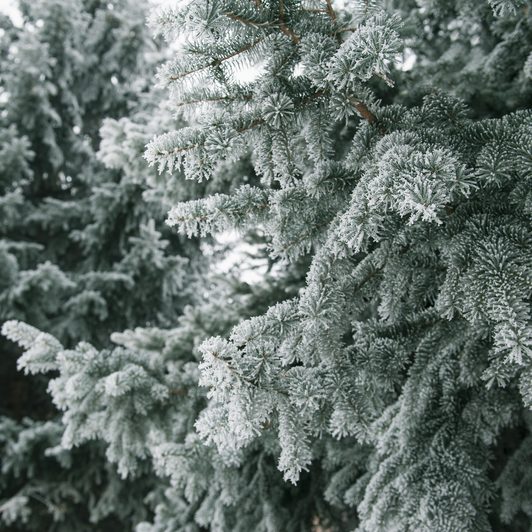 Altnagelvin Garden Centre Trees