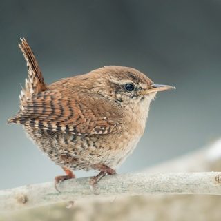 Altnagelvin Garden Centre Birds Altnagelvin Garden Centre Birds