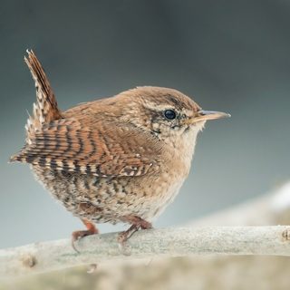 Altnagelvin Garden Centre Birds